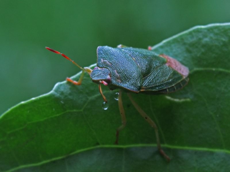 Palomena prasina (Linnaeus, 1761)